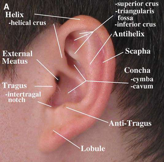 Otoplasty Ear Pinning or Bat Ear Repair St George Salt Lake City Utah