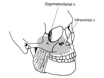 human mid face structure