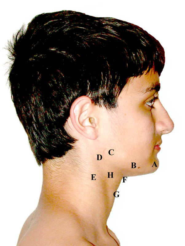 features of a youthful neck
