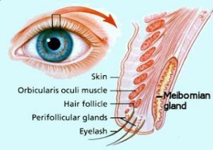 Cross section of the upper eyelid showing the position of the Meibomian Gland by Dr. BCK Patel MD, FRCS