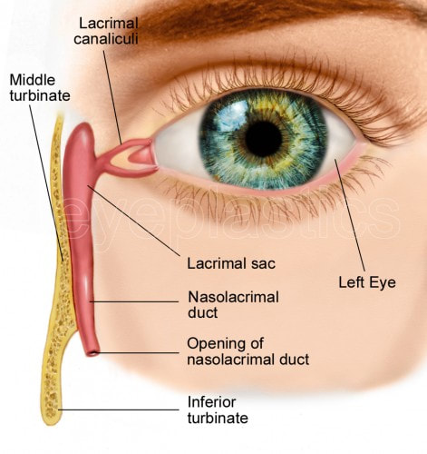 1343787445-1343787445-01-normal-anatomy-watermark_orig
