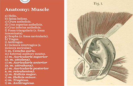 Detailed anatomy of the ear