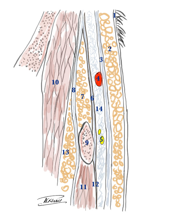 final-main-temporal-vessel-and-nerve_orig