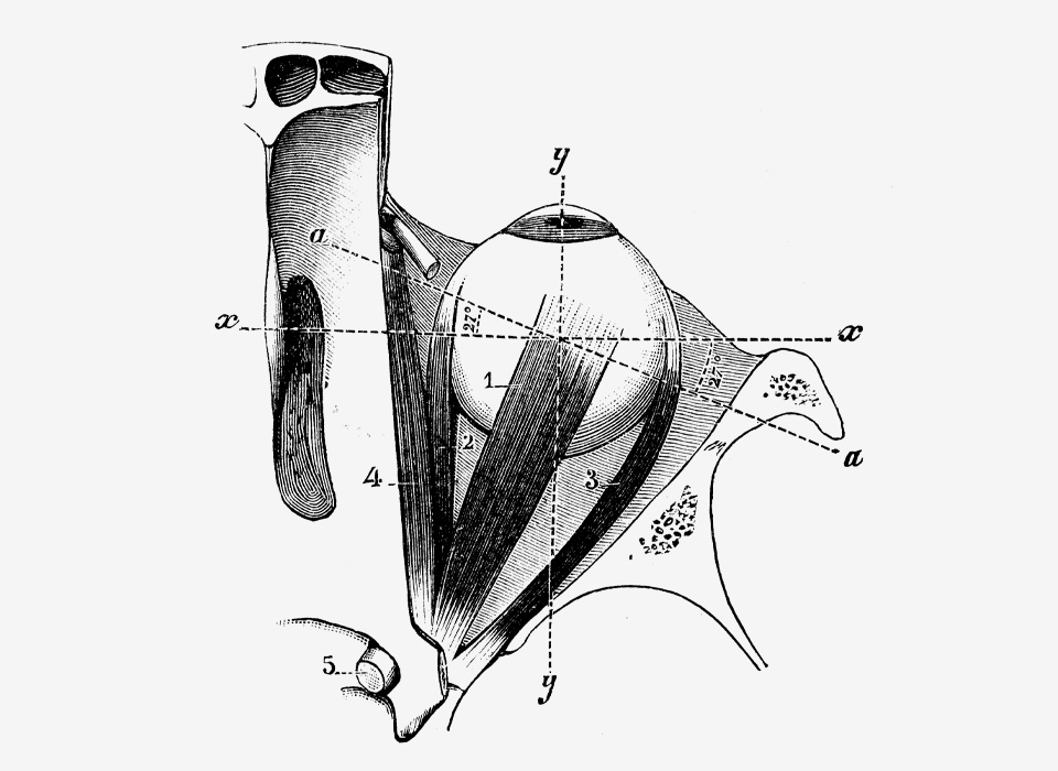 Antique medical scientific illustration high-resolution