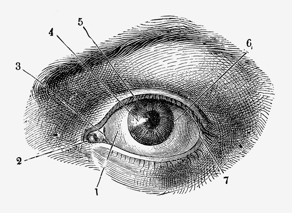 Antique illustration of human body anatomy